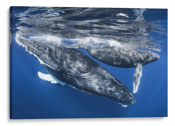 Norsunvalas ja vasikka, Réunionin saari-taulu kuvaajalta Cedric Peneau Norsunvalas ja vasikka