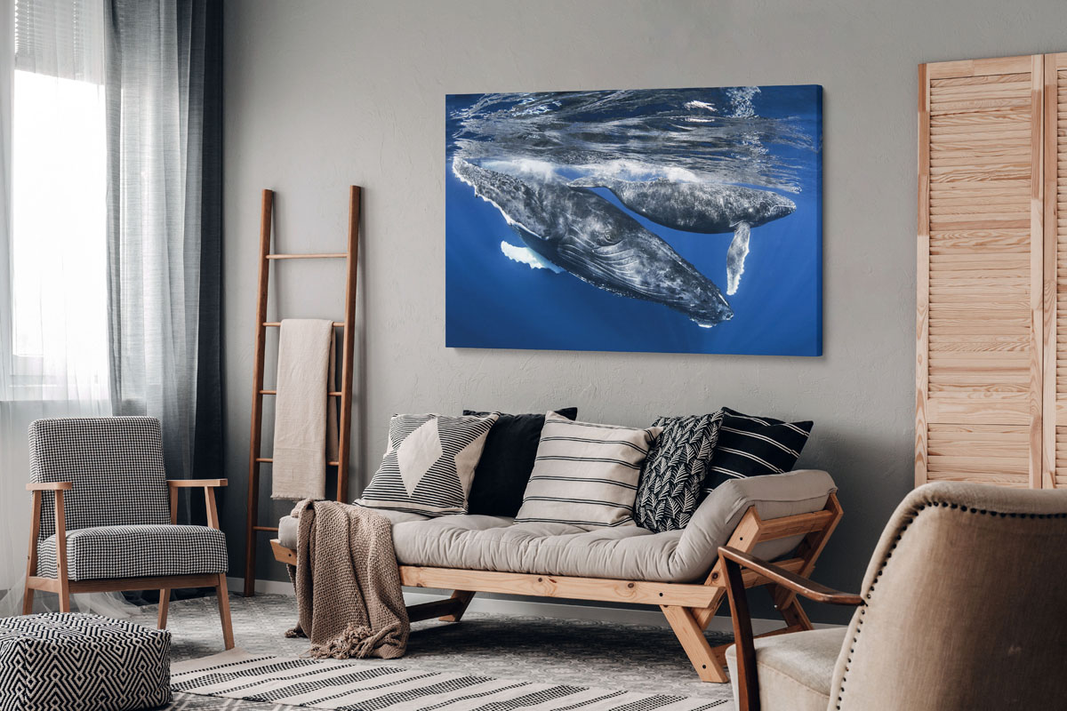 norsunvalas-ja-vasikka-réunionin-saari-taulu_1_1626952_2 joka ui sinisessä meressä.