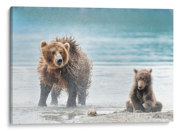 Ravistelu - Kamtšatka, Venäjä-taulu kuvaajalta Giuseppe DAmico Ravistelu - Kamtšatka