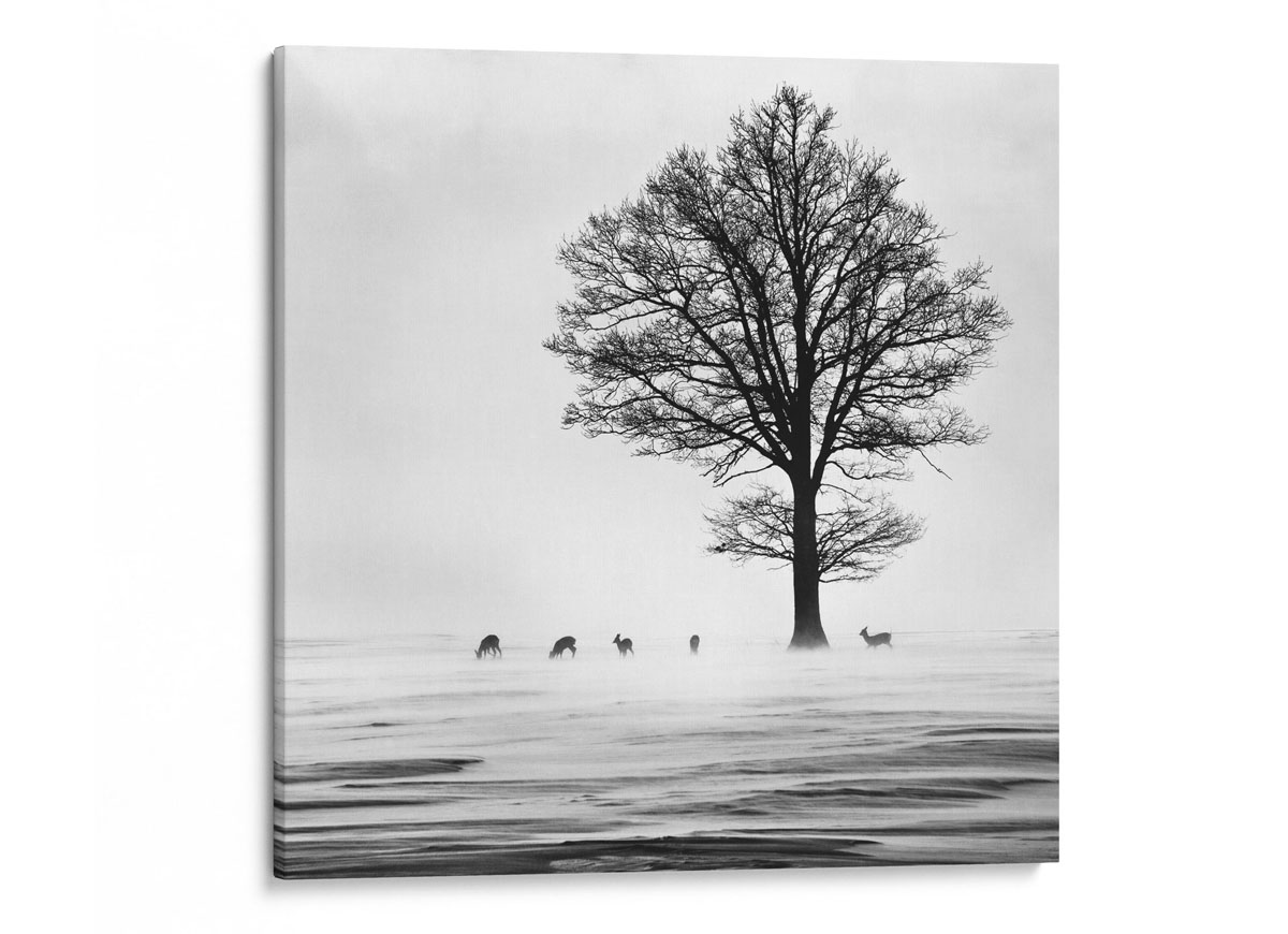 Roes Canvas taulu Dekoa