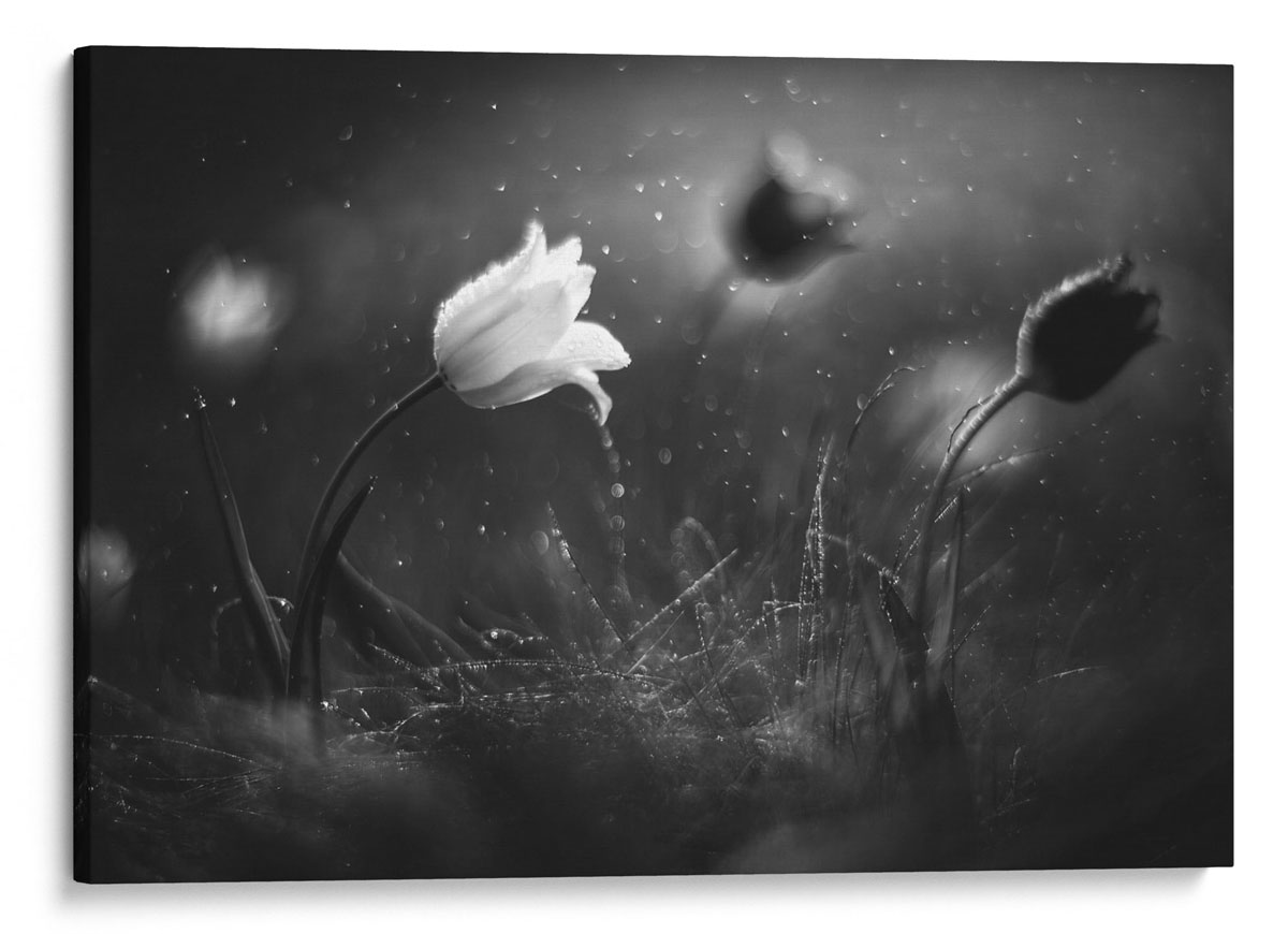 Steppe Flower Canvas taulu Dekoa